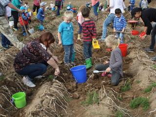 Die Kinder und Eltern des Kindergarten Sankt Cyriakus Weeze besuchten ein Kartoffelfeld bei Schloss Wissen, um aktiv bei der Kartoffelernte zu helfen