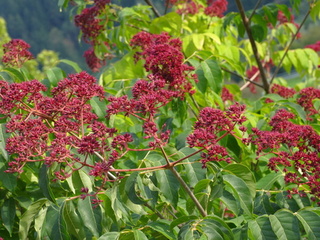 Blütenstände eines Bienenbaums