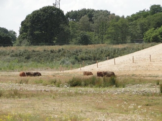 Rinder als Landschaftspfleger