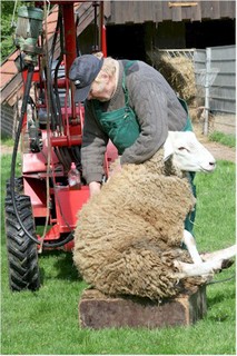 Schafschur und Hufpflege im Weezer Tierpark hautnah erleben