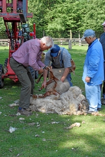 Zu einer öffentlichen Schafschur am Sonntag, dem 20. Mai 2012, ab 10.00 Uhr lädt der Förderverein Tierpark Weeze e.V. alle interessierten Bürgerinnen und Bürger, selbstverständlich auch Familien mit Kindern, herzlich in den Tierpark ein