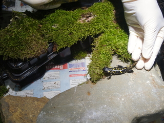 5 kleine Almanzor-Feuersalamander (Salamandra salamandra almanzoris) haben im Tierpark ein neues zuhause gefunden