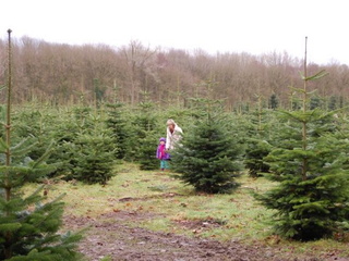 Das traditionelle Weihnachtsbaumschlagen kann auch in diesem Jahr stattfinden!